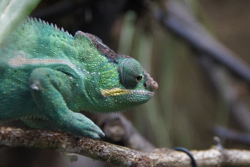 A chameleon standing on a branch