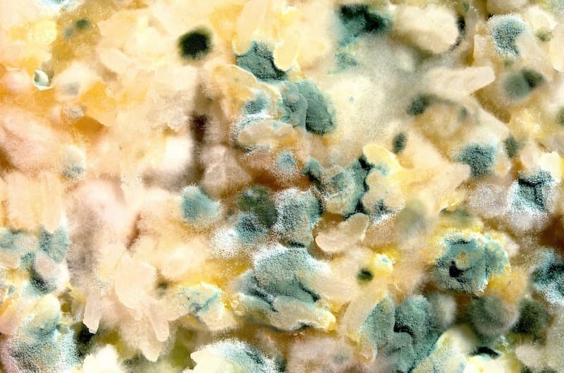 Temperature To Prevent Mold Growth