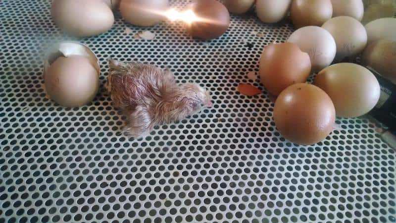Eggs Hatching