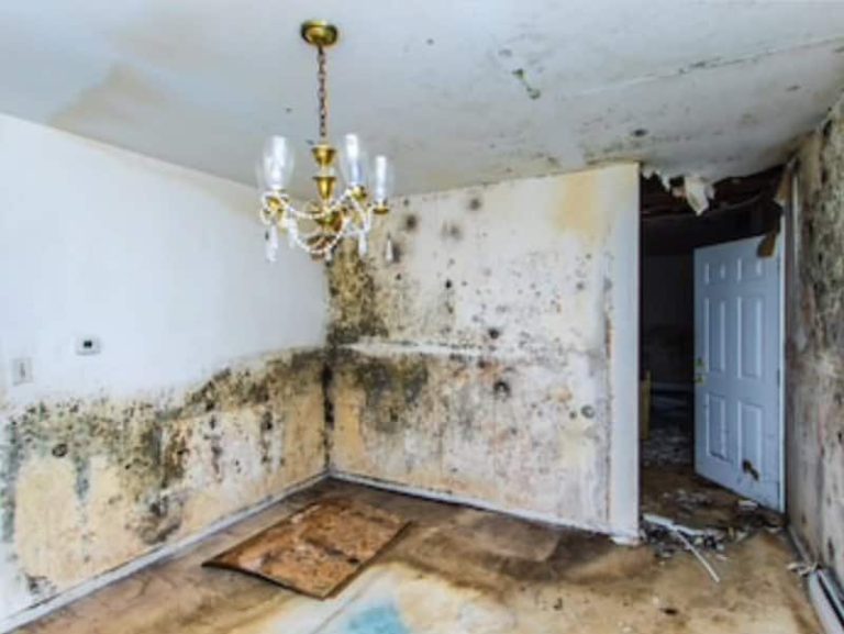 What Happens If You Have Mold In Your House •